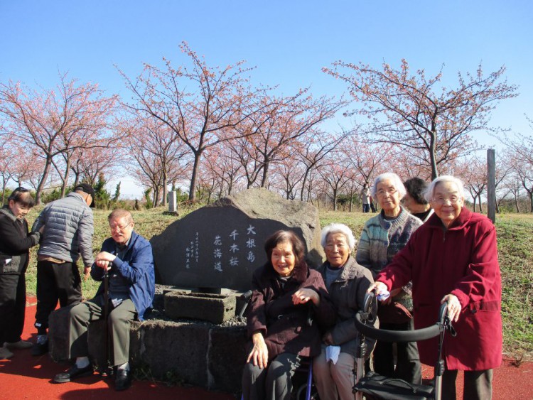 大根島の河津桜