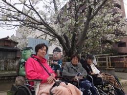 カッパ公園の桜