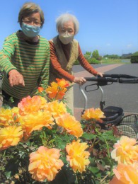 教会のバラも綺麗に咲きました